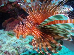 Lion Fish, Great Barrier Reef. c5060 by Joshua Miles 